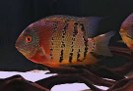 Cichlid heros curare - Brazil — 12-14